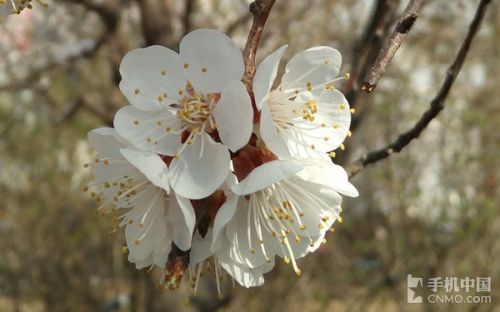 能拍星星的手機(jī)_蘋(píng)果第2張圖