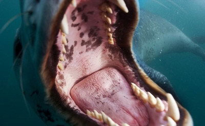 阿里收購優土 優酷土豆 視頻網站