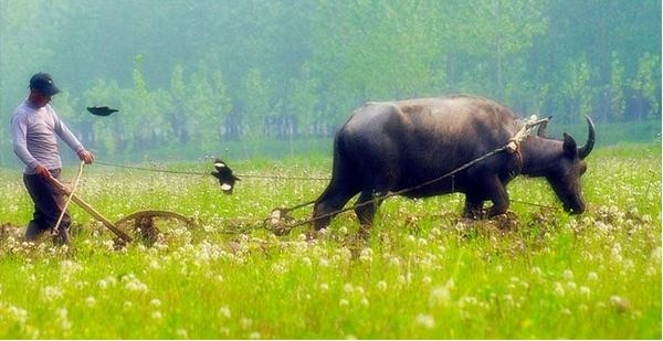 農(nóng)村老齡化快于城市:種1畝地收入≈城里打工1周