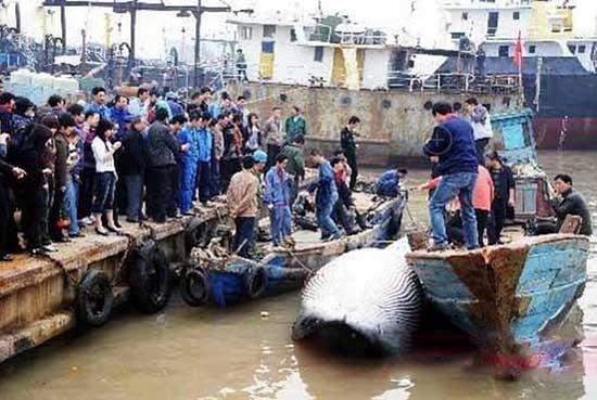 震驚!男子清理污水抓到大魚 網(wǎng)友:放了河神