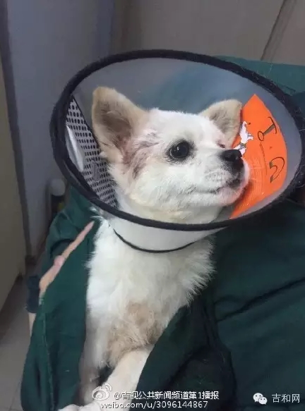 長(zhǎng)春女子虐狗事件刷爆朋友圈:愛(ài)狗人士憤怒討伐