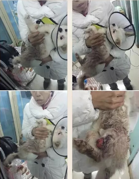 長(zhǎng)春女子虐狗事件刷爆朋友圈:愛(ài)狗人士憤怒討伐