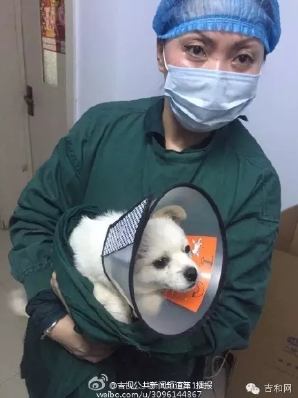 長(zhǎng)春女子虐狗事件刷爆朋友圈:愛(ài)狗人士憤怒討伐