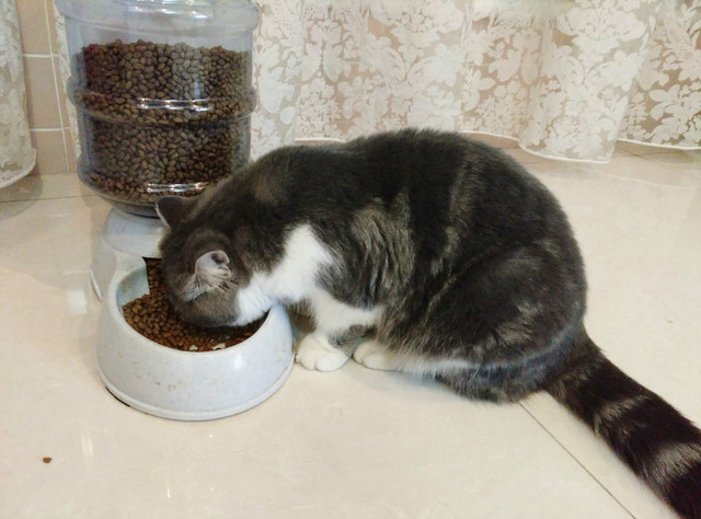 樣張秀:看鋒尚MAX隨拍摩卡/奧利奧的1天