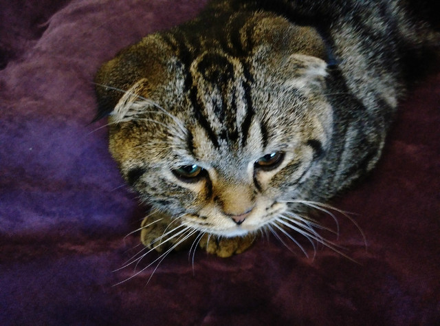 樣張秀:看鋒尚MAX隨拍摩卡/奧利奧的1天