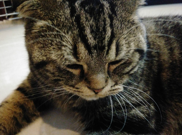 樣張秀:看鋒尚MAX隨拍摩卡/奧利奧的1天