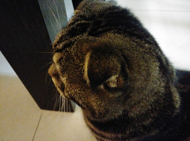 樣張秀:看鋒尚MAX隨拍摩卡/奧利奧的1天