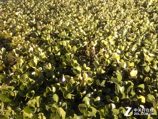 樂(lè)1s對(duì)比紅米Note 3(先不發(fā))