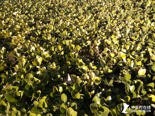 樂(lè)1s對(duì)比紅米Note 3(先不發(fā))