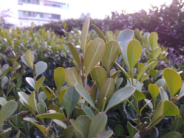 指紋識(shí)別800萬(wàn)像素拍照 TCL樂(lè)玩2C評(píng)測(cè)