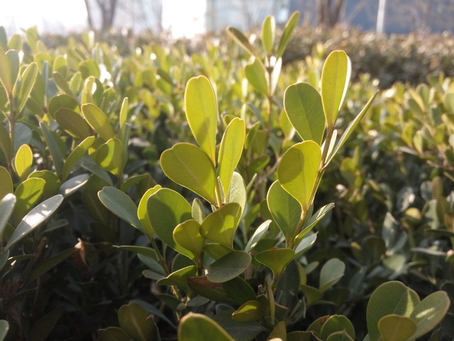 誰更好用? 魅藍(lán)metal/紅米Note 3對(duì)比 