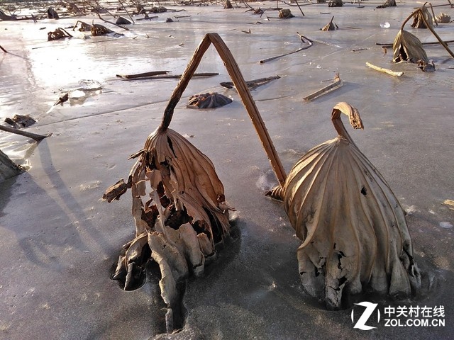 一角的殘荷被凍僵在冰面里,無(wú)人關(guān)心。