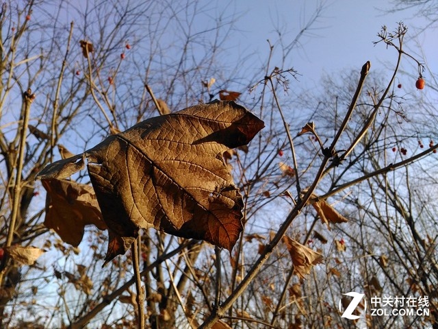 冬天到了，春天還會遠(yuǎn)嗎？再過不了多久，這一片樹林就會長出新芽，萌生綠意。