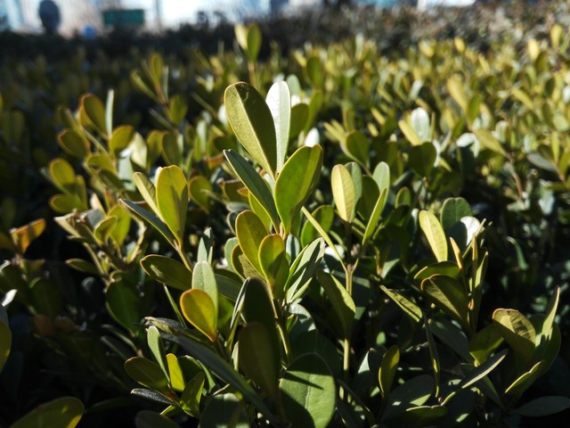 翻轉鏡頭/側邊指紋 成就不凡之榮耀7i