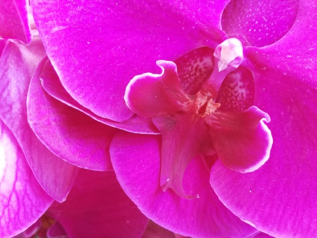 翻轉鏡頭/側邊指紋 成就不凡之榮耀7i