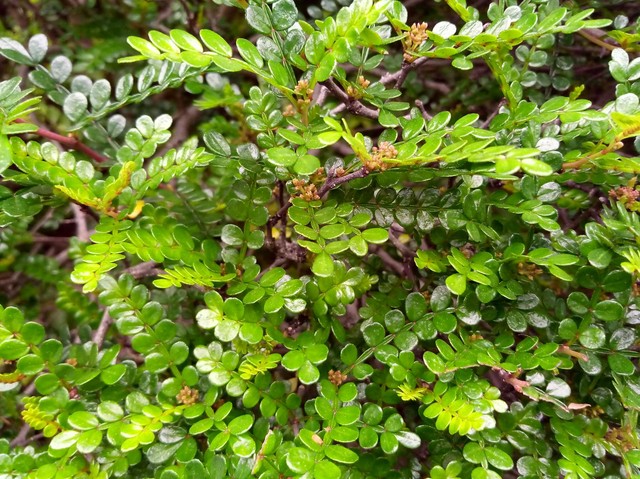 拍照出色搭配超級續航 金立S8上手體驗 