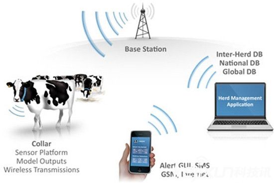 奶牛們嫉妒人類要求用上可穿戴產品:它們如愿以償了!