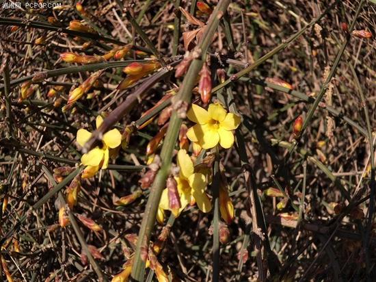 經典升級的小米4S評測 顏值握感出色結合 