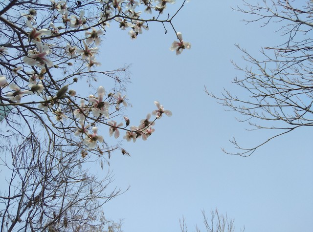 酷派鋒尚pro2評測 