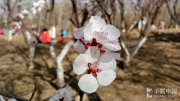 金立S8精彩樣張賞析（2）_金立S8第2張圖