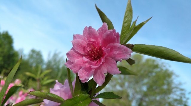 拍照媲美旗艦機 nubia Z11 mini拍照評測