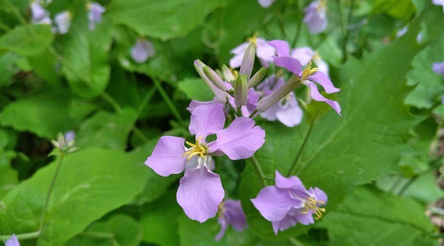 拍照媲美旗艦機 nubia Z11 mini拍照評測