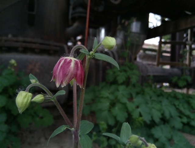 樂視手機2拍照樣張3