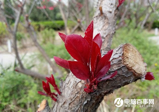 樣張差距不明顯 魅族PRO6與魅藍note3拍照對比