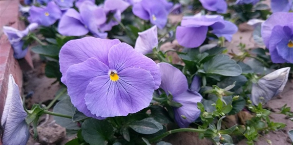 HTC 10國行值得買嗎 HTC 10國行版評測