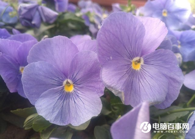 樂Max 2值得買嗎 樂Max 2評測