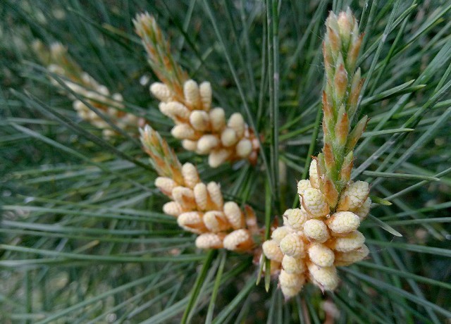 PDAF相位對焦 魅藍3拍照評測