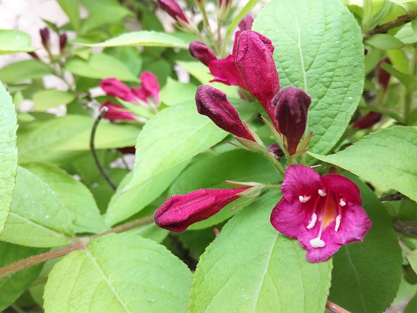 榮耀5C值得買嗎?榮耀暢玩5C評測