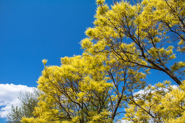 留住春天的色彩 佳能EOS 80D試用體驗