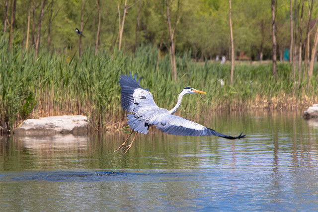 留住春天的色彩 佳能EOS 80D試用體驗