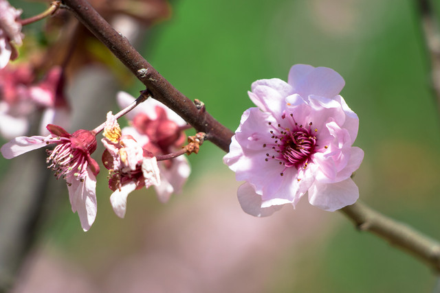 留住春天的色彩 佳能EOS 80D試用體驗 