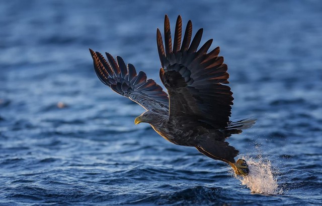 新手進階班 相機的對焦功能究竟怎么用 