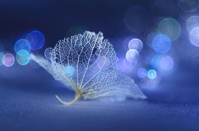 新手進階班 相機的對焦功能究竟怎么用 