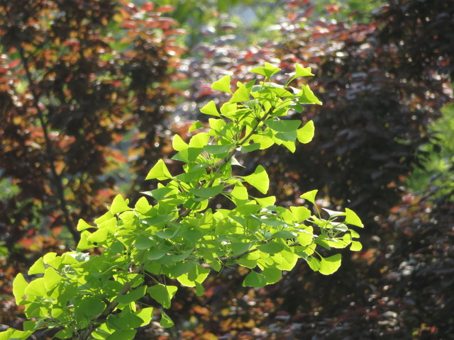 口袋里的40倍變焦 佳能SX720 HS評測 