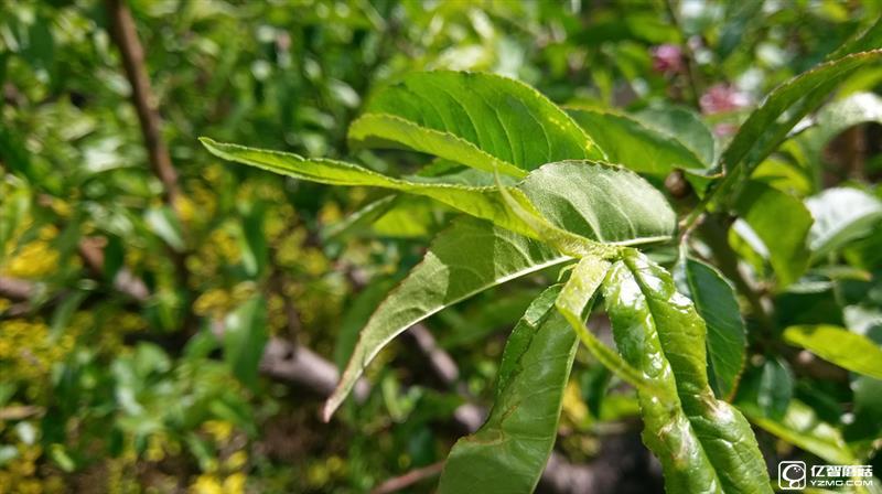 “閹割”的國行HTC 10：真有那么不堪？