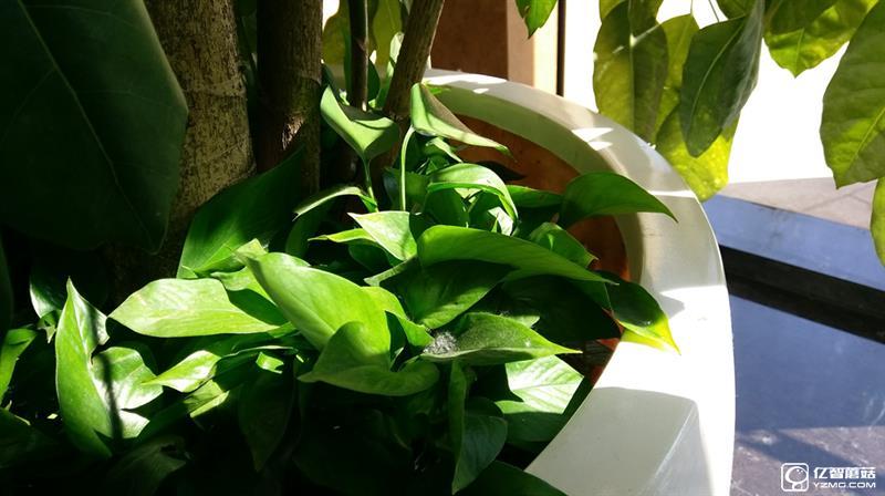 “閹割”的國行HTC 10：真有那么不堪？