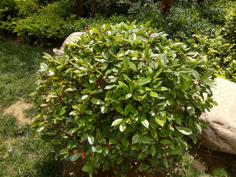 6.44寸黃金大屏！小米Max深度評測：續航驚人