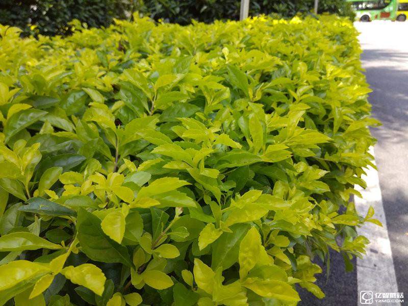 給你1999元買小米5還是小米Max 小米Max評(píng)測(cè)