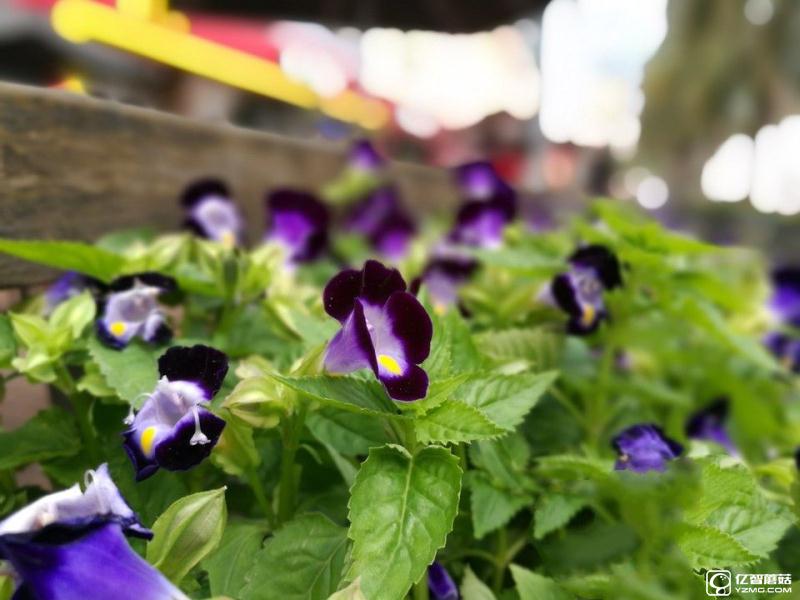 華為P9/三星 S7 edge拍照對比評測