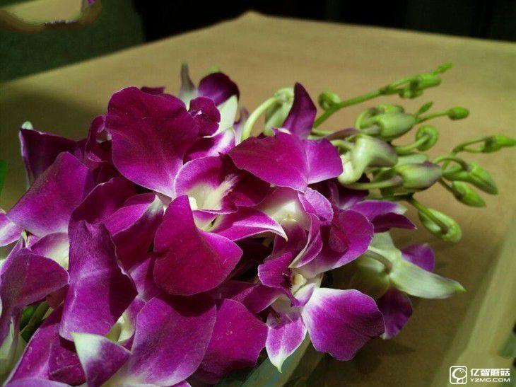 中端精品/誠意之作 三星Galaxy C5體驗