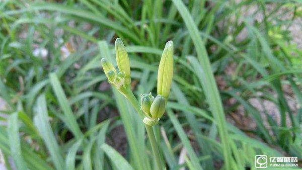 1799元！聯想5寸旗艦ZUK Z2評測：驍龍820加持