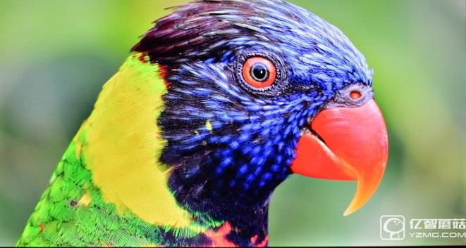 畫質(zhì)如何?實測解析