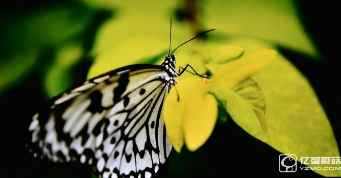 畫質(zhì)如何?酷開50A2實測解析