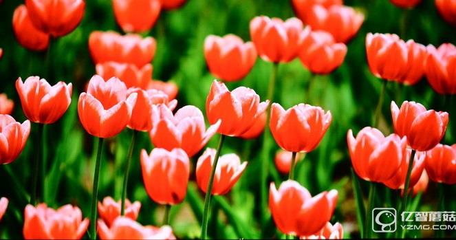 畫質(zhì)如何?酷開50A2實測解析