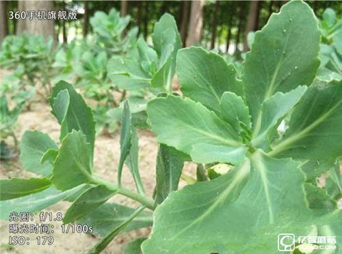 華為榮耀V8和華為P9 Plus/360手機旗艦版對比評測:雙攝像頭拍照功能哪家強? 華為榮耀V8,華為P9Plus,360手機旗艦版