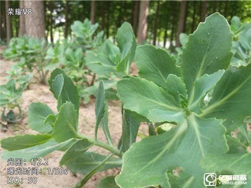 華為榮耀V8和華為P9 Plus/360手機旗艦版對比評測:雙攝像頭拍照功能哪家強? 華為榮耀V8,華為P9Plus,360手機旗艦版